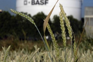 BASF to sell fertilizer activities