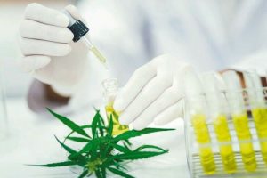 Turnkey plants for CBD and THC extraction